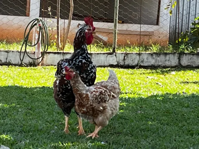 Ovos galado fértil