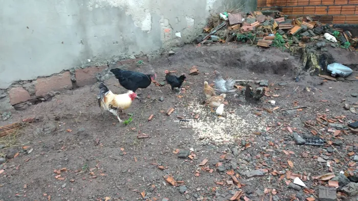 VENDO 7 GALINHA preço me chamar
