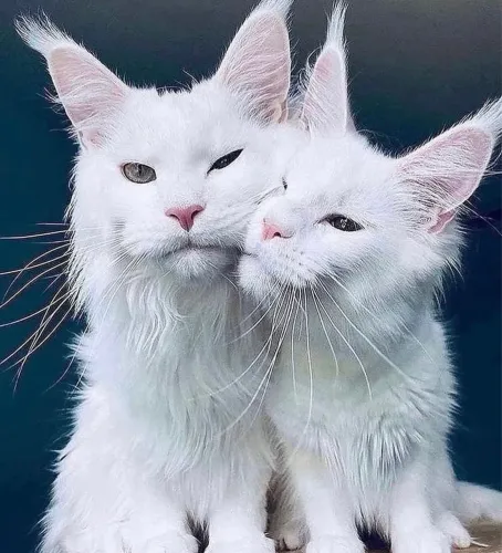 Gato gigante Maine Coon branco / gatil legalizado 