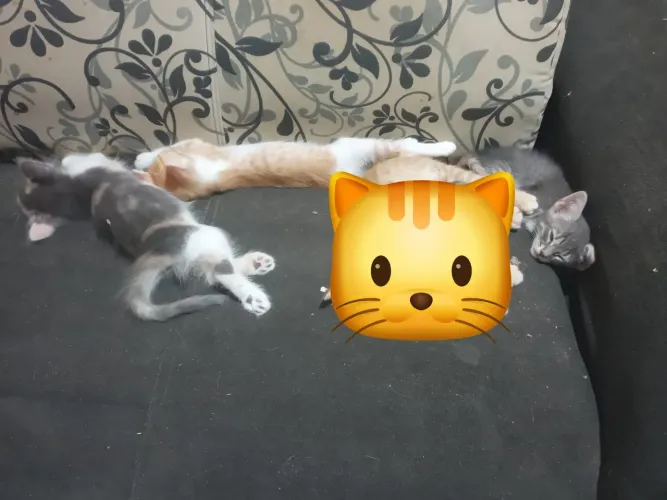 Gatinhos para doação