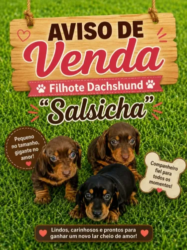 Cachorro Dachshund