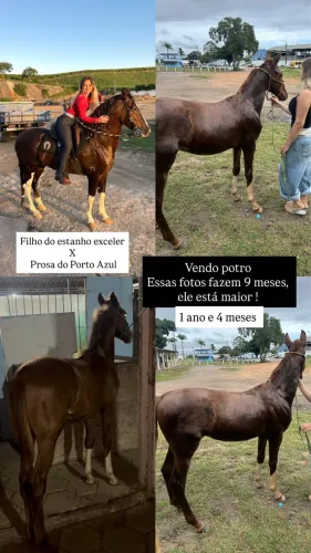 Vendo potro manga larga