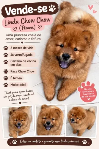 CHOW CHOW FÊMEA