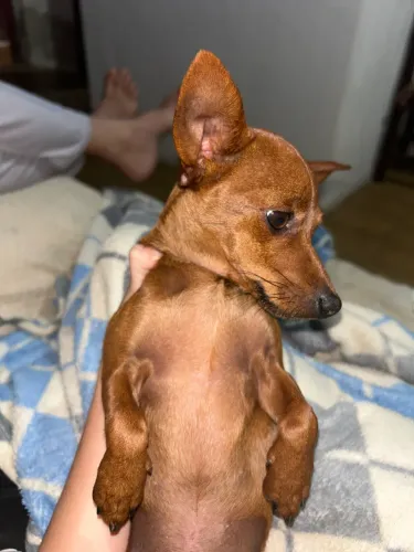 cachorro pinscher macho