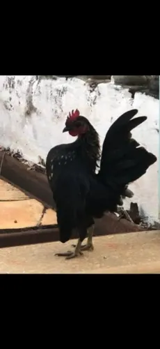 Galinho raça serrama