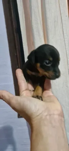 Pinscher com vermífugo 70 dias