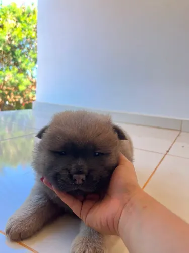 FILHOTES DE CHOW CHOW À VENDA