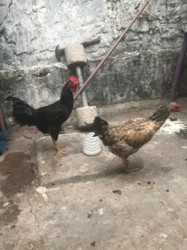 Galinha