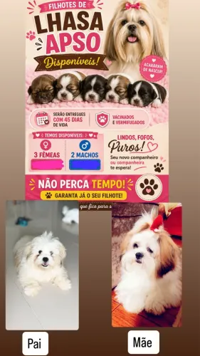 Vende-se filhotes de Lhasa Apso