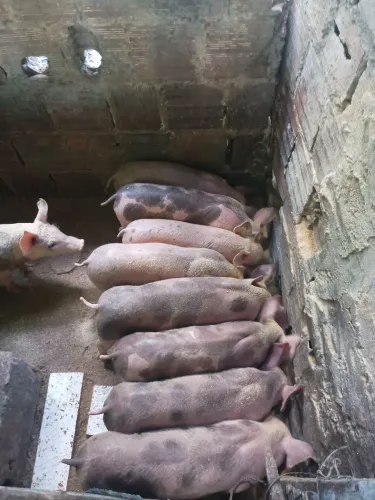 Vendo leitões