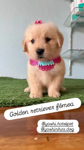 Golden Retriever macho & femea de pronta entrega