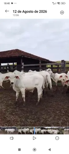 Bezerros Tabapuã