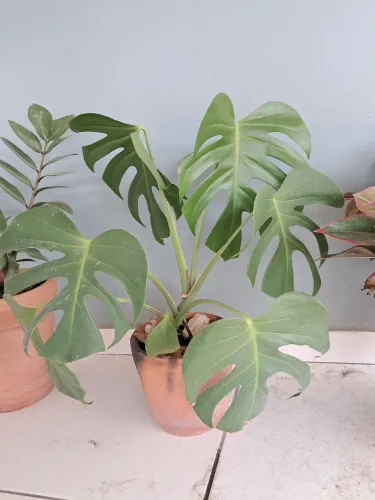 Planta costela de Adão no vaso de barro