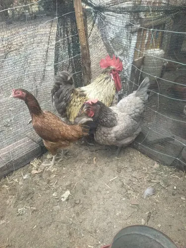 Ovos fértil de galinha caipira (melhorador)