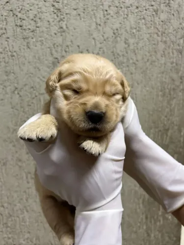 Golden Retriever puro criador venha conhecer
