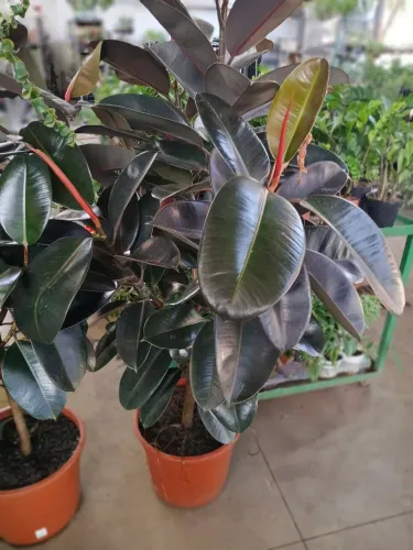 Ficus