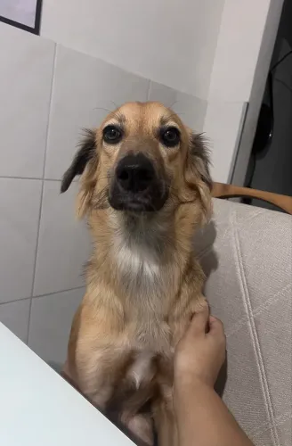 Adoção responsável 