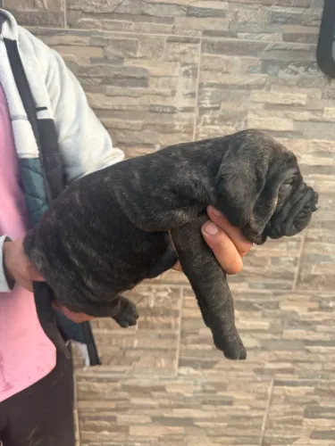 Filhotes de fila na cor tigrada tenho macho e fêmeas .