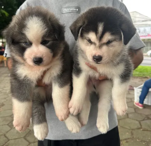 Filhotes Husky Siberiano Wooly