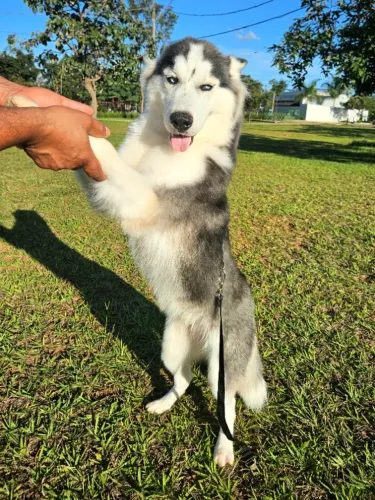 Lindo HUSKY SIBERIANO!!!  Com PEDIGREE e VACINADO!! Filhote MACHO com 9 meses!!!