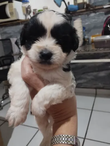 Filhotes de Lhasa