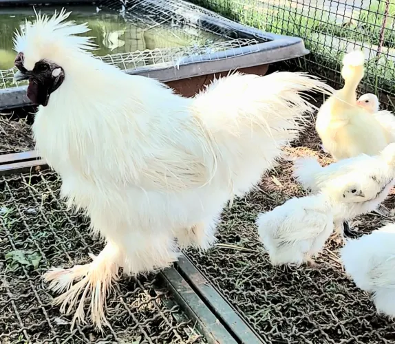 Vendo pintinhos de galinha peluda sedosa do japao Gyn