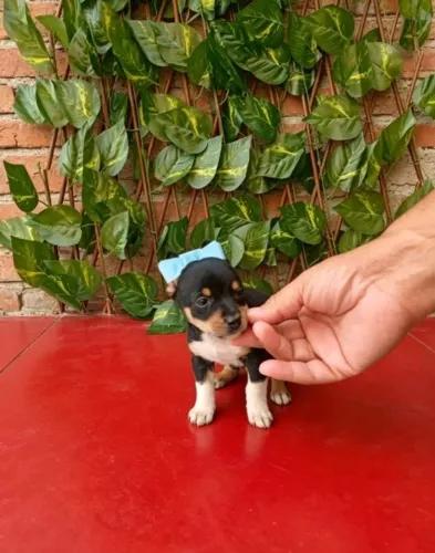 Pinscher Zero Macho Super Esperto