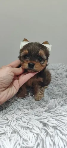 Filhotes de Yorkshire micro Gold MACHOS disponíveis cachorro
