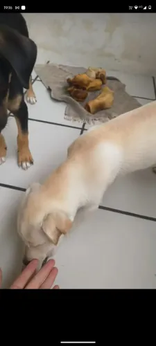 Cachorro branco