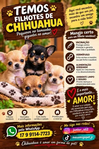Lindos filhotes chihuahua como não amar