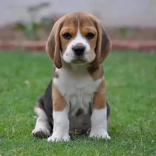 Beagle Seu filho merece um amigo assim