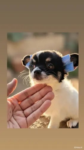 Chihuahua Fêmea Pelo Longo
