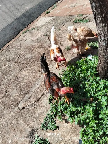Galinha caipira