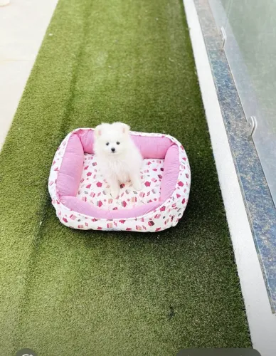 Filhote de Lulu da pomerânia anão (Spitz alemão) vacinado e c pedigree