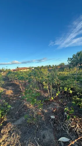 Lotes no Pov. Tombo em Salgado/SE