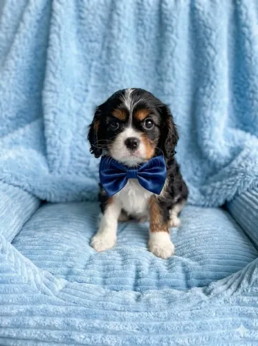 Cavalier King charles spaniel macho