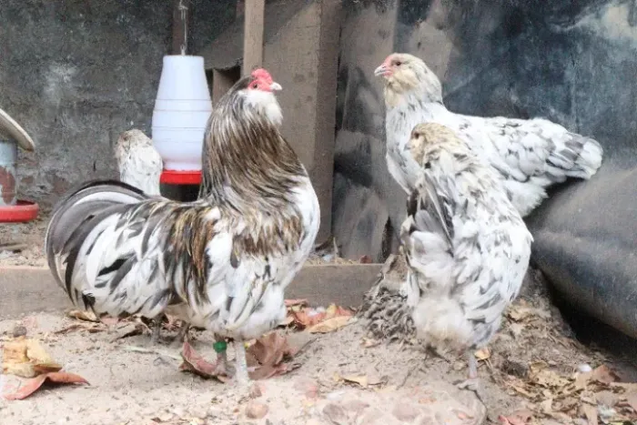 Aves ornamentais (galinhas ornamentais)