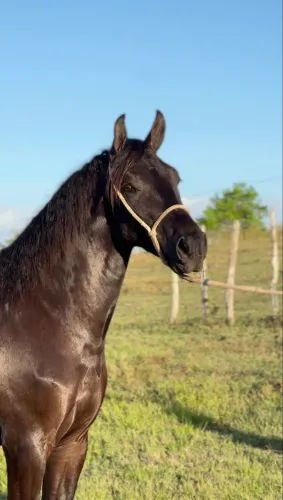 POTRO NETO DO ELFO E BISNETO DO SEU CHICO TANDY