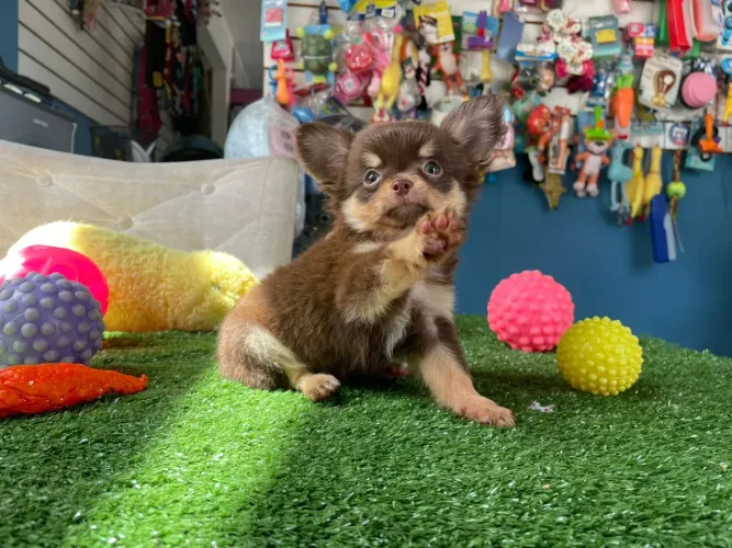 Chihuahuainhas chocolates com notal fiscal mini 