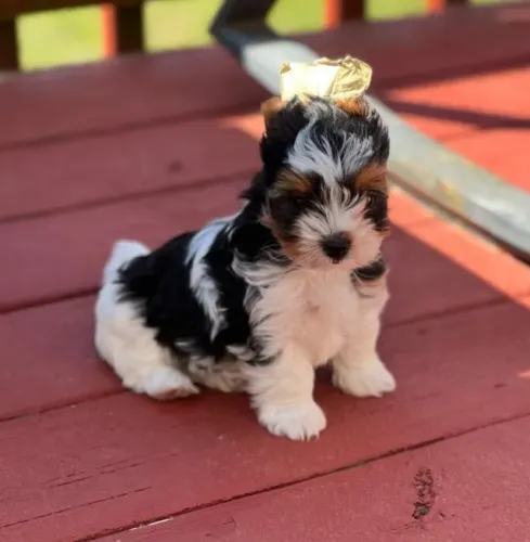 Pequeno no tamanho, enorme no carinho ? é Biewer Terrier!