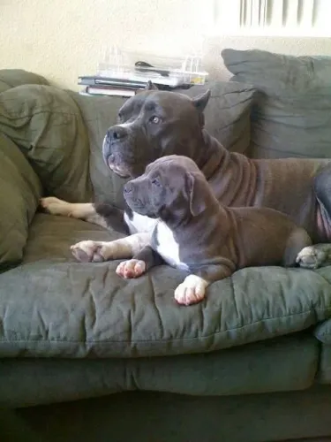 Pittbull filhotes de raça pura