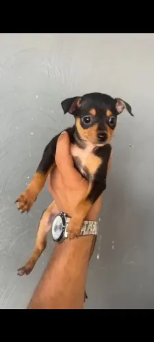 FILOHTES DE PINSCHER MINIATURA