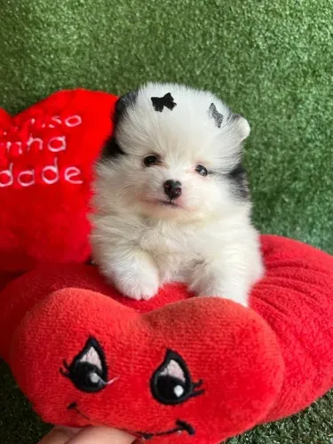 Lulu da pomerania anão bicolor