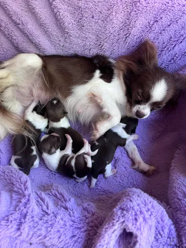 Chihuahua 