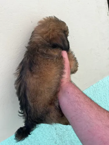 Filhotes de shih tzu