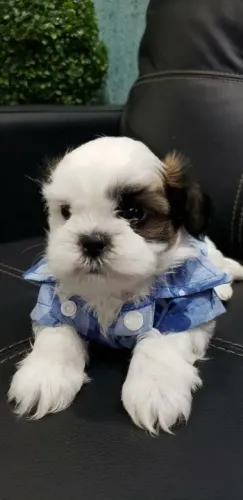 Lhasa Apso Pequeno Macho Esperto e Muito Observador
