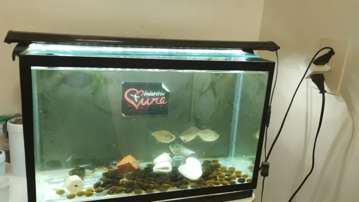 Aquário de água doce com peixes