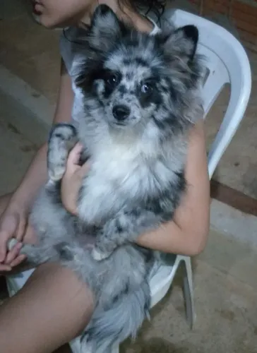 Lulu da pomerania macho.6 meses.$3.000.zap *30