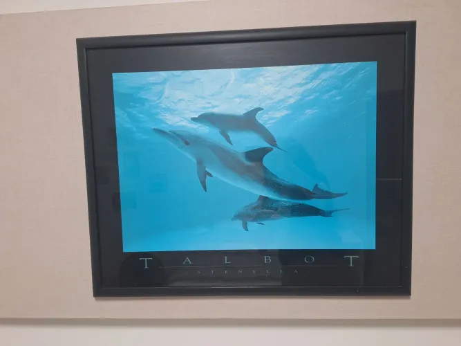 Quadro - Gravura Golfinho