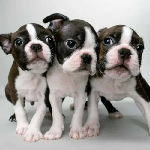 Excelentes Boston Terrier 